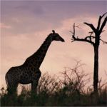 Giraffe at Sunset